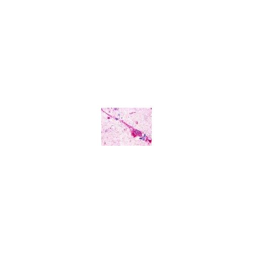 GPR174 (Extracellular Domain) antibody