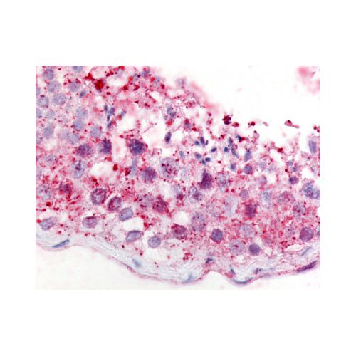GPR18 (C-Terminus) antibody