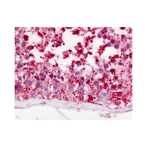 GPR18 (Cytoplasmic Domain) antibody