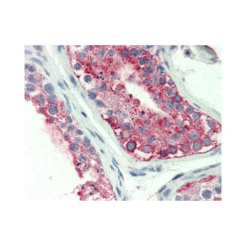 GPR18 (Extracellular Domain) antibody