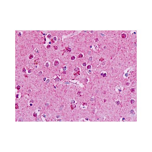 GPR182 / ADMR (C-Terminus) antibody