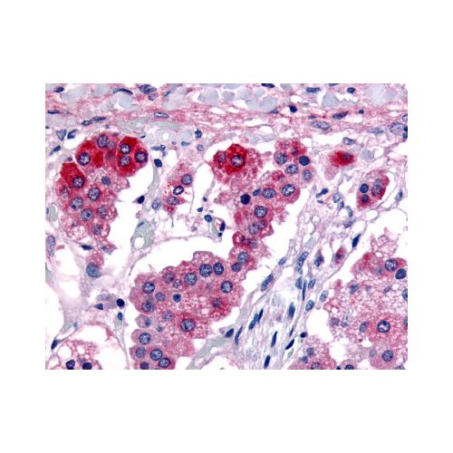 GPR182 / ADMR (C-Terminus) antibody