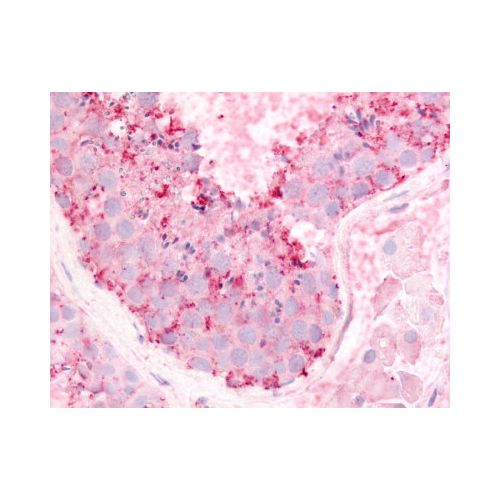 GPR182 / ADMR (C-Terminus) antibody