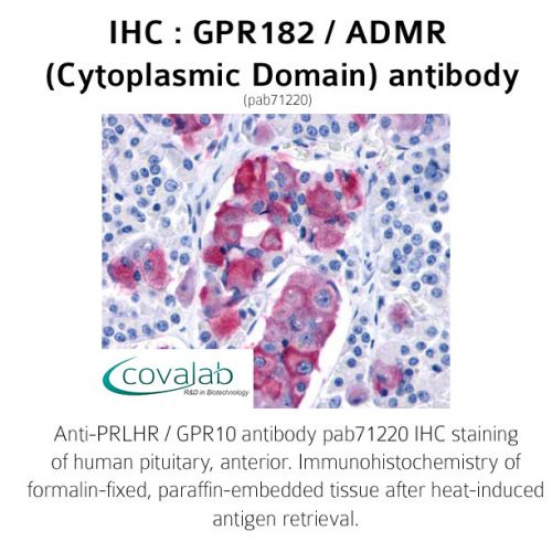 GPR182 / ADMR (Cytoplasmic Domain) antibody