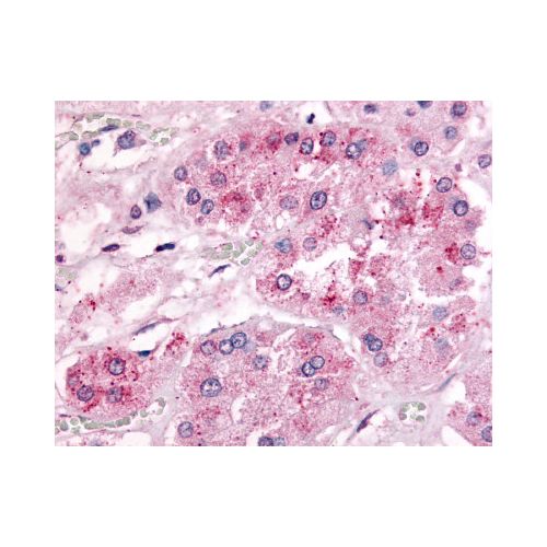 GPR182 / ADMR (Extracellular Domain) antibody