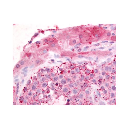 GPR182 / ADMR (N-Terminus) antibody