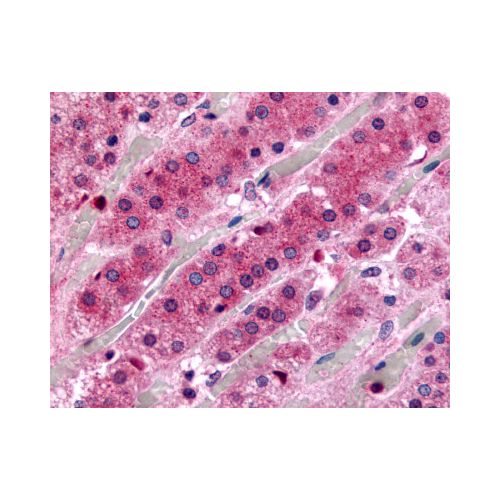 GPR182 / ADMR (N-Terminus) antibody