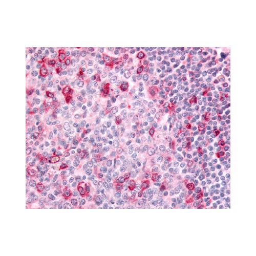 GPR183 / EBI2 (C-Terminus) antibody