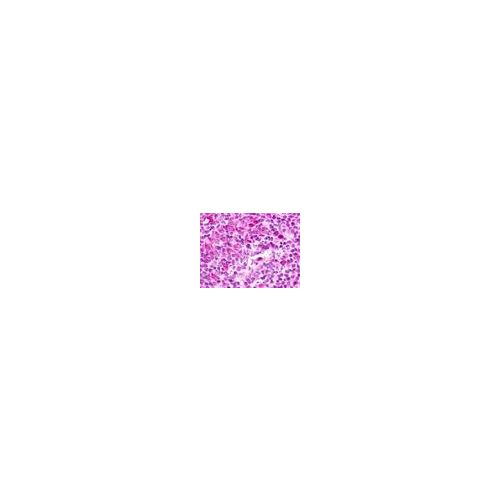 GPR183 / EBI2 (Cytoplasmic Domain) antibody