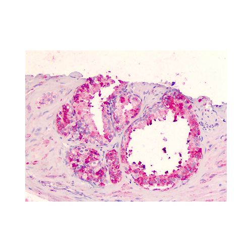 GPR183 / EBI2 (Extracellular Domain) antibody