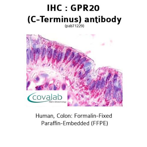 GPR20 (C-Terminus) antibody