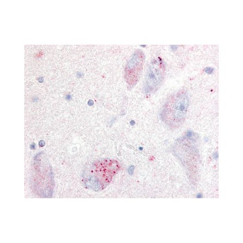 GPR20 (Cytoplasmic Domain) antibody