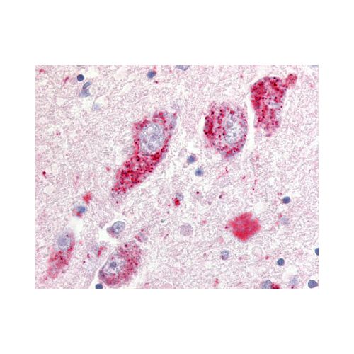 GPR20 (N-Terminus) antibody