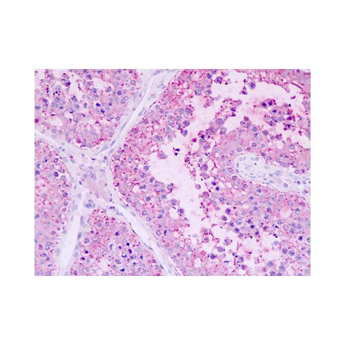 GPR22 (C-Terminus) antibody