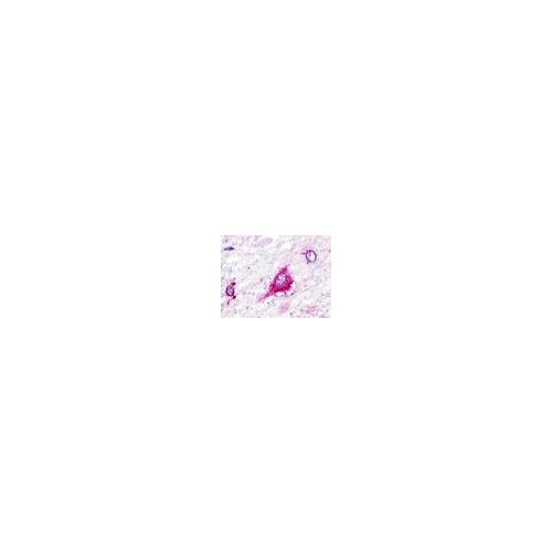 GPR22 (Cytoplasmic Domain) antibody