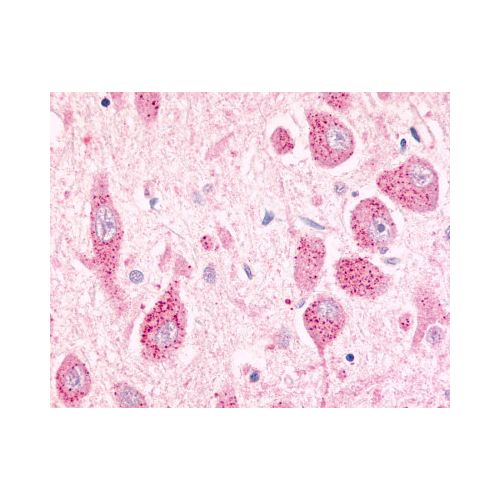 GPR26 (Cytoplasmic Domain) antibody