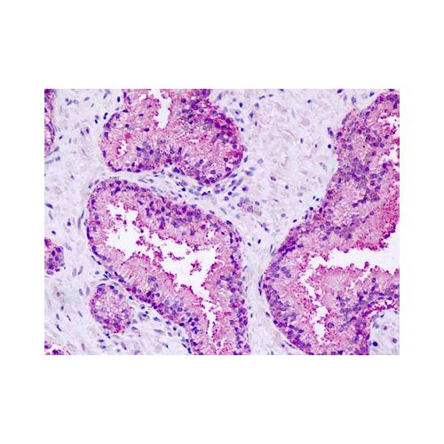 GPR27 (C-Terminus) antibody