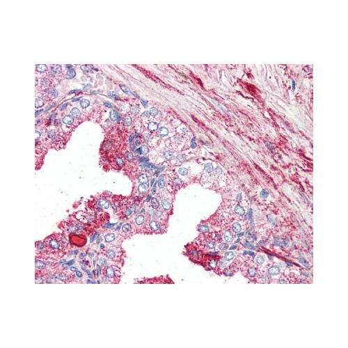 GPR27 (Internal) antibody