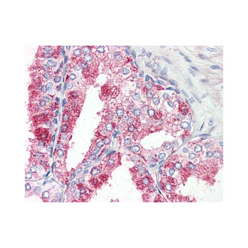 GPR27 (Internal) antibody