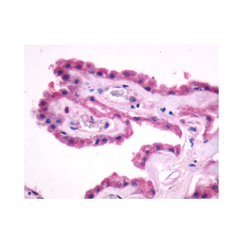 GPR27 (N-Terminus) antibody
