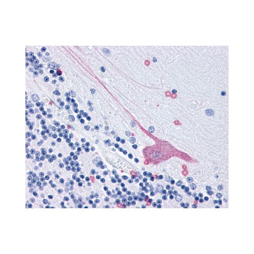 GPR3 (Extracellular Domain) antibody
