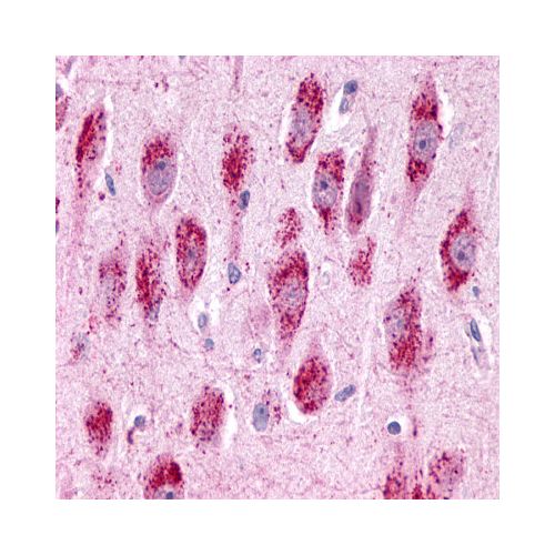 GPR3 (Extracellular Domain) antibody