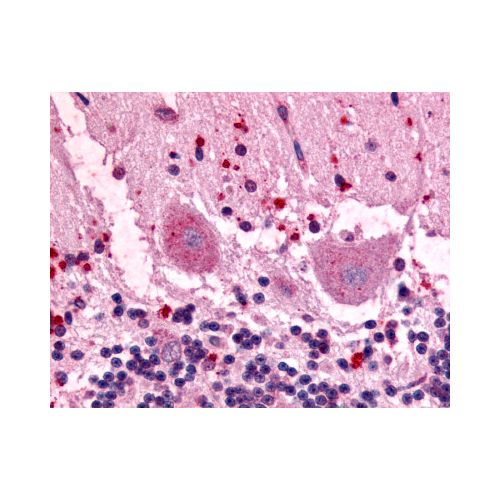 GPR3 (N-Terminus) antibody