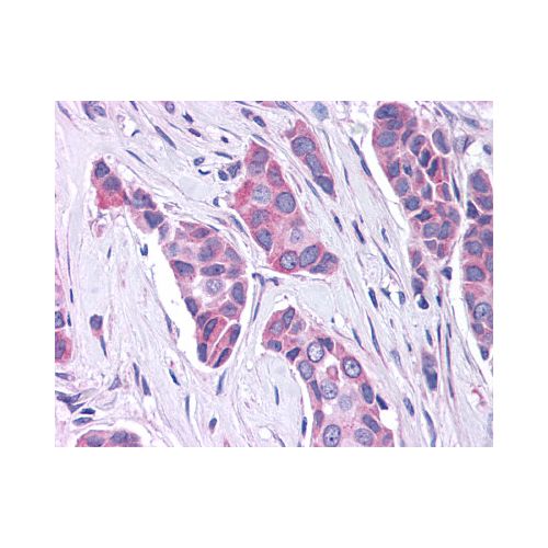 GPR30 (C-Terminus) antibody