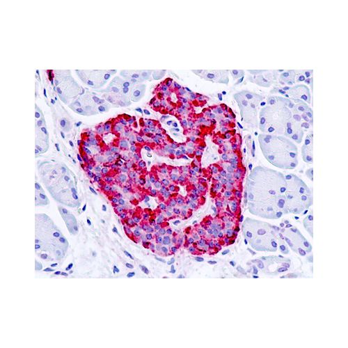 GPR30 (Cytoplasmic Domain) antibody