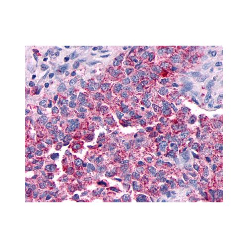 GPR30 (Extracellular Domain) antibody