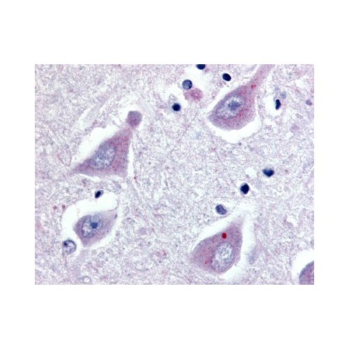GPR30 (Extracellular Domain) antibody