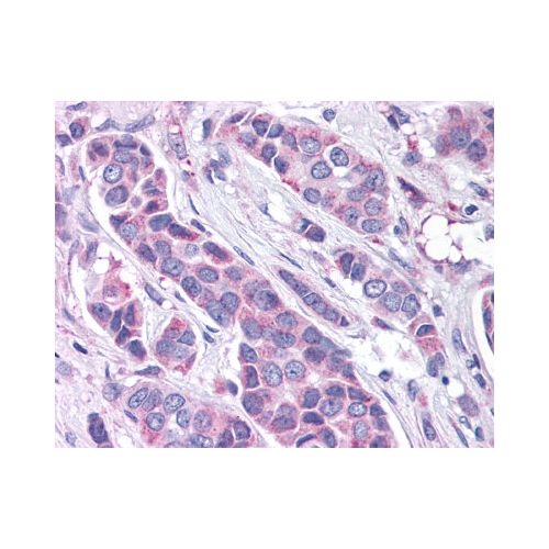 GPR30 (N-Terminus) antibody