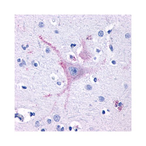 GPR32 (Extracellular Domain) antibody