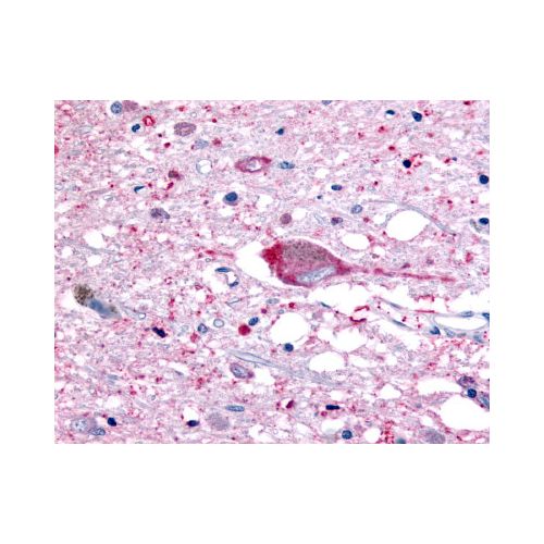 GPR32 (Extracellular Domain) antibody