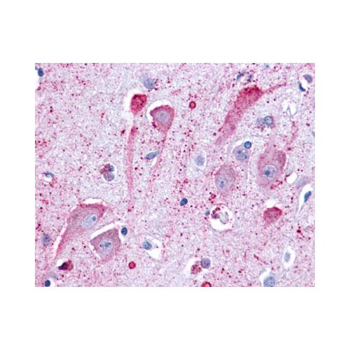 GPR34 (C-Terminus) antibody