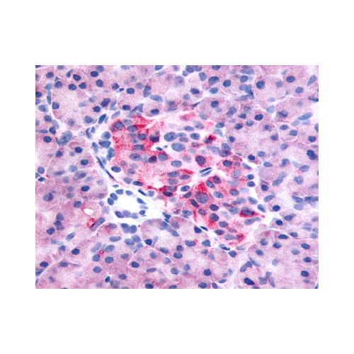 GPR35 (C-Terminus) antibody