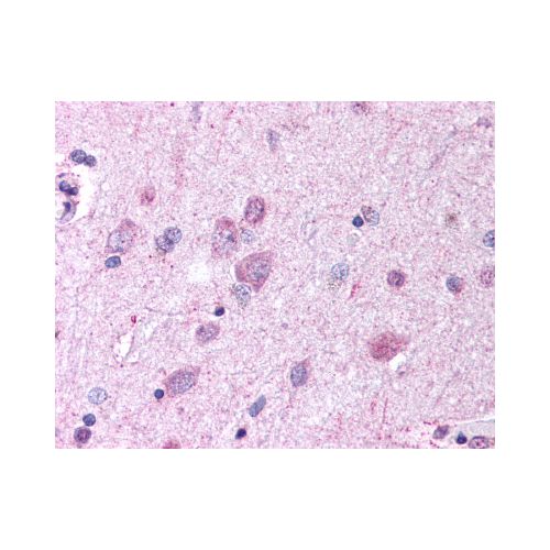 GPR37 (N-Terminus) antibody