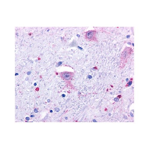 GPR37 (N-Terminus) antibody