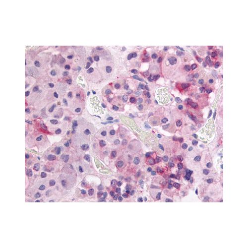 GPR37L1 (N-Terminus) antibody