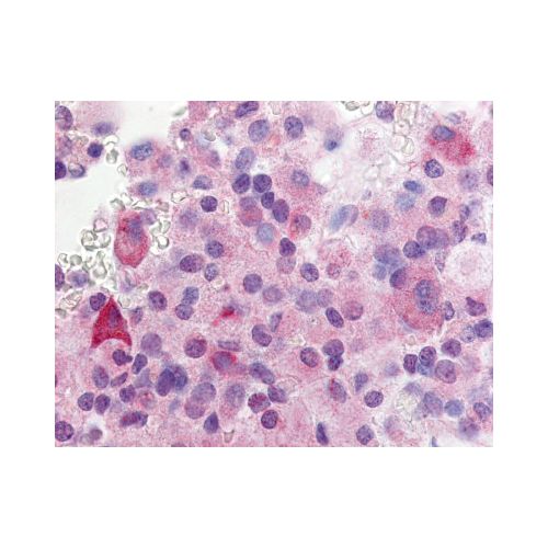 GPR37L1 (N-Terminus) antibody