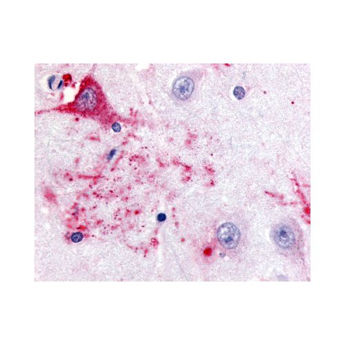 GPR39 (C-Terminus) antibody