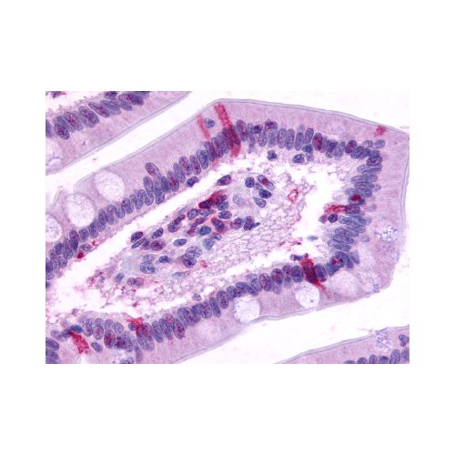 GPR39 (C-Terminus) antibody
