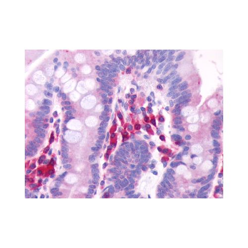 GPR39 (Extracellular Domain) antibody
