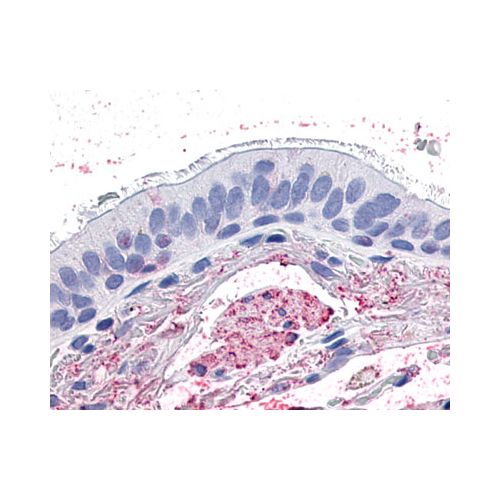 GPR4 (Cytoplasmic Domain) antibody