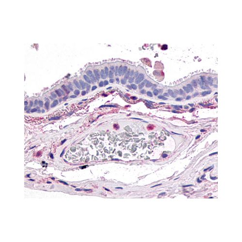 IHC : GPR4 (Extracellular Domain) antibody<br/>(pab71289)<br/>Anti-GPR4 antibody IHC of human lung, respiratory epithelium. Immunohistochemistry of formalin-fixed, paraffin-embedded tissue after heat-induced antigen retrieval.