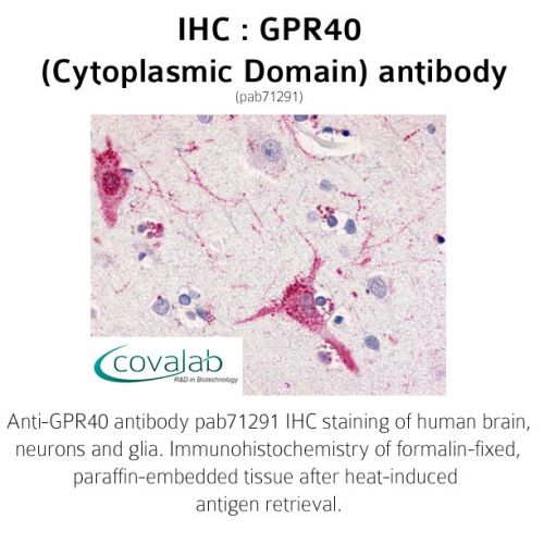 GPR40 (Cytoplasmic Domain) antibody