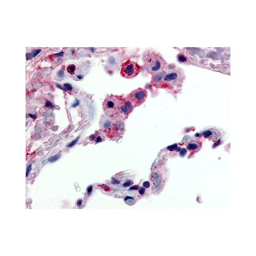 GPR43 (C-Terminus) antibody