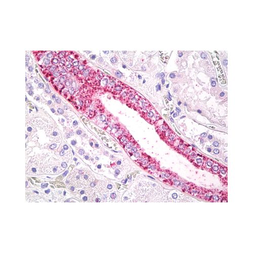 GPR43 (Cytoplasmic Domain) antibody