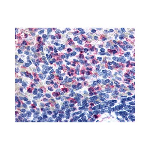 GPR43 (Extracellular Domain) antibody