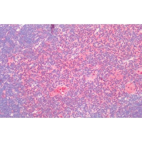 GPR43 (Extracellular Domain) antibody